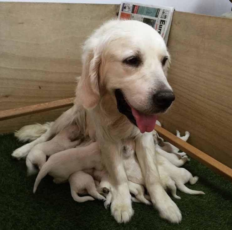 Shaved lab golden retriever mix