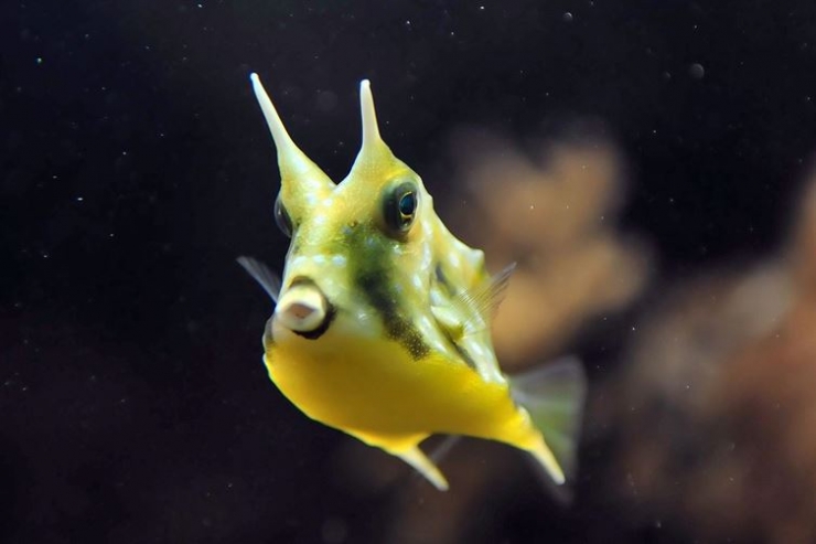 Illustration de l'article : 14 créatures animales étranges qui existent pour de vrai