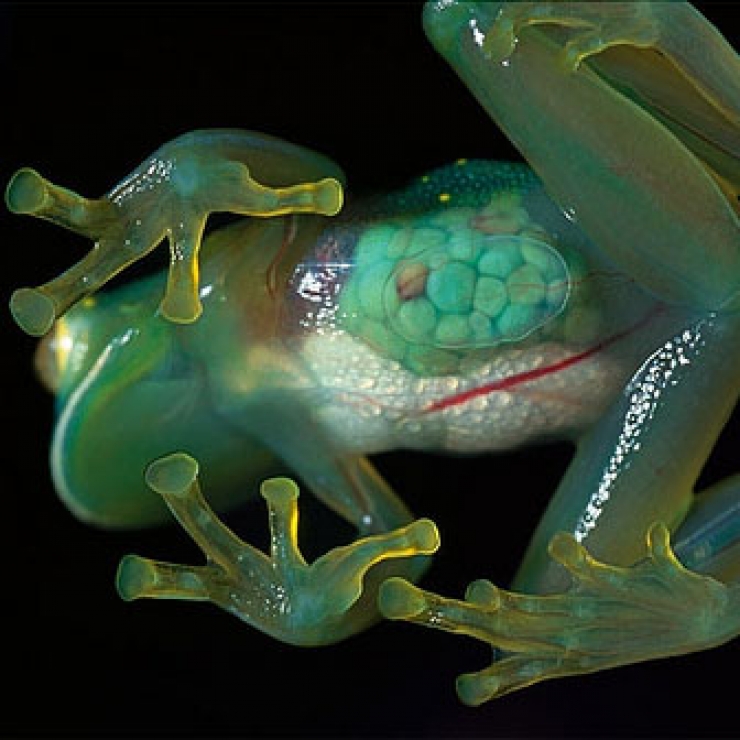 Illustration de l'article : 14 créatures animales étranges qui existent pour de vrai