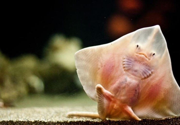 Illustration de l'article : 14 créatures animales étranges qui existent pour de vrai