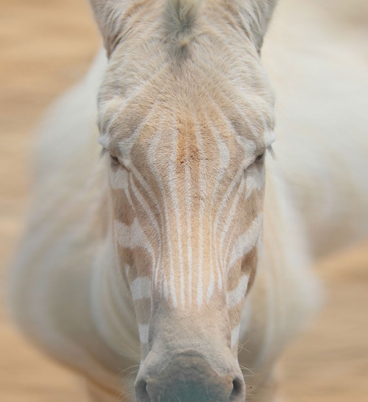 Animaux Atteints D Albinisme Quand La Nature Sauvage Se Pare De Blanc