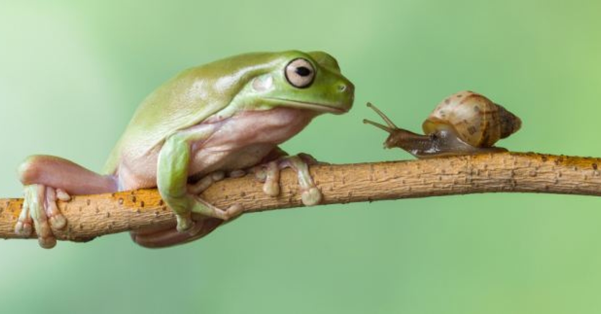 Une surprenante histoire d amitié entre un escargot et une grenouille