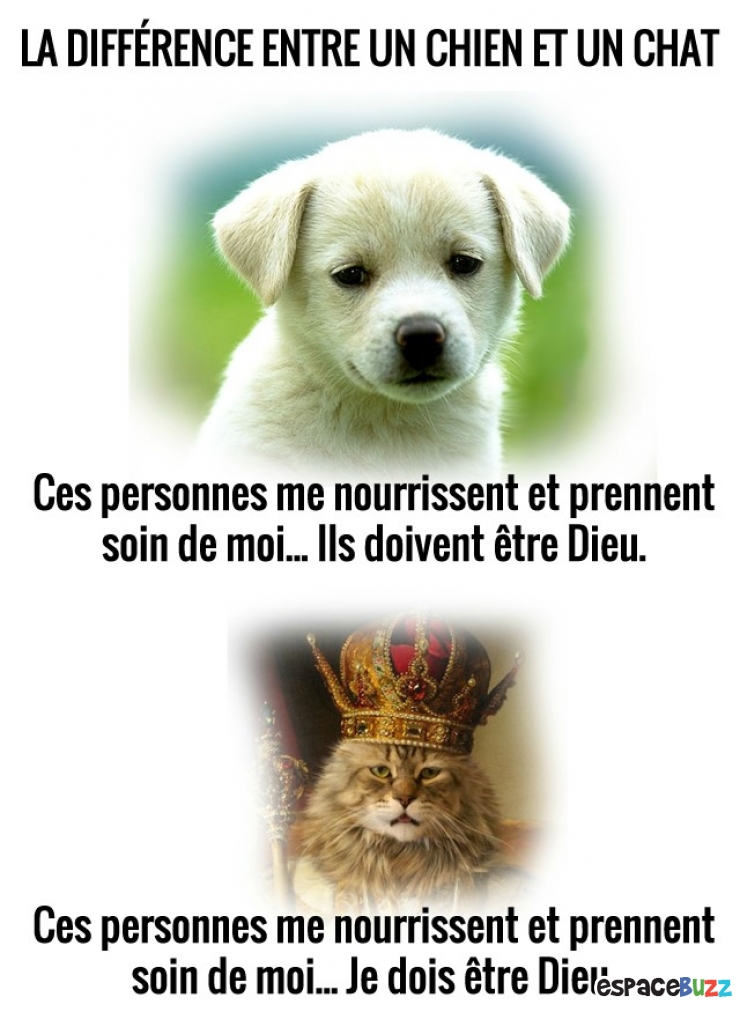 La Difference Entre Un Chat Et Un Chien