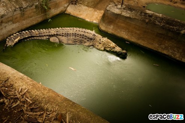 Illustration de l'article : 10 photos poignantes montrant la détresse d'animaux vivant en captivité