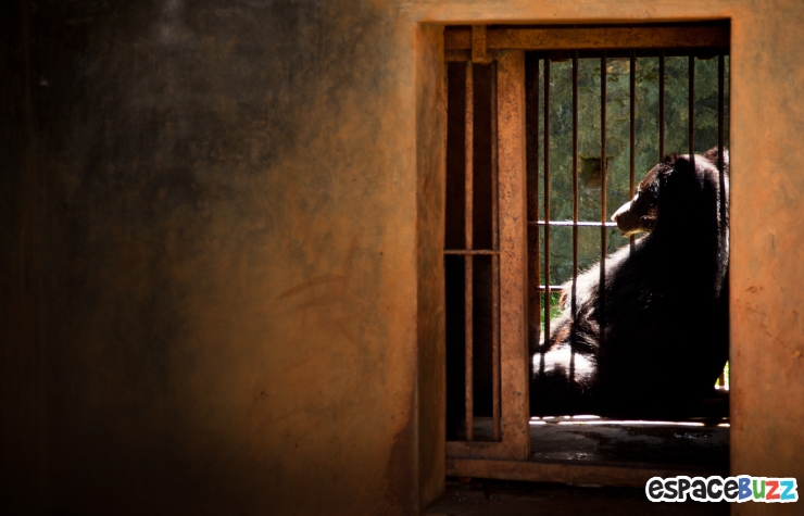 Illustration de l'article : 10 photos poignantes montrant la détresse d'animaux vivant en captivité