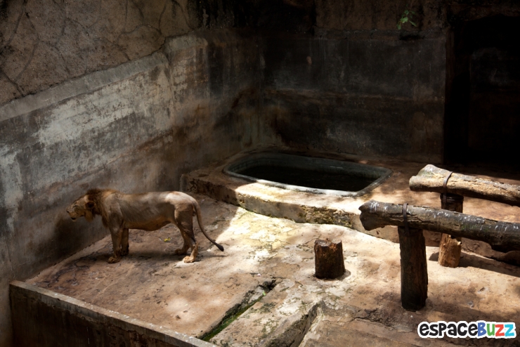 Illustration de l'article : 10 photos poignantes montrant la détresse d'animaux vivant en captivité