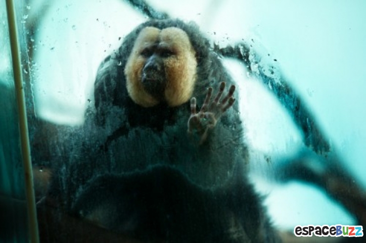 Illustration de l'article : 10 photos poignantes montrant la détresse d'animaux vivant en captivité