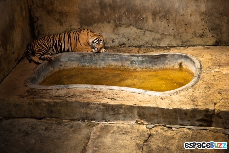 Illustration de l'article : 10 photos poignantes montrant la détresse d'animaux vivant en captivité
