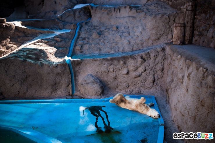 Illustration de l'article : 10 photos poignantes montrant la détresse d'animaux vivant en captivité