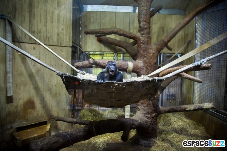 Illustration de l'article : 10 photos poignantes montrant la détresse d'animaux vivant en captivité