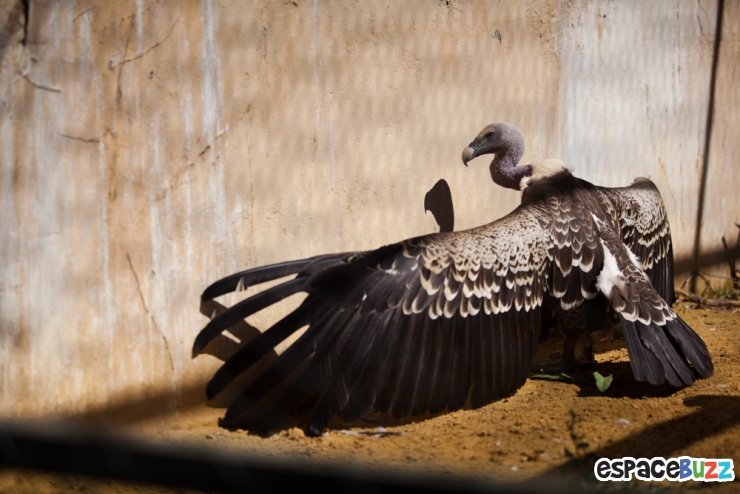 Illustration de l'article : 10 photos poignantes montrant la détresse d'animaux vivant en captivité