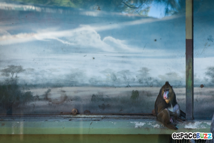 Illustration de l'article : 10 photos poignantes montrant la détresse d'animaux vivant en captivité