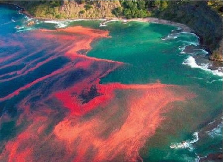 Illustration de l'article : La magie de la nature à travers 12 phénomènes plus ou moins mystérieux