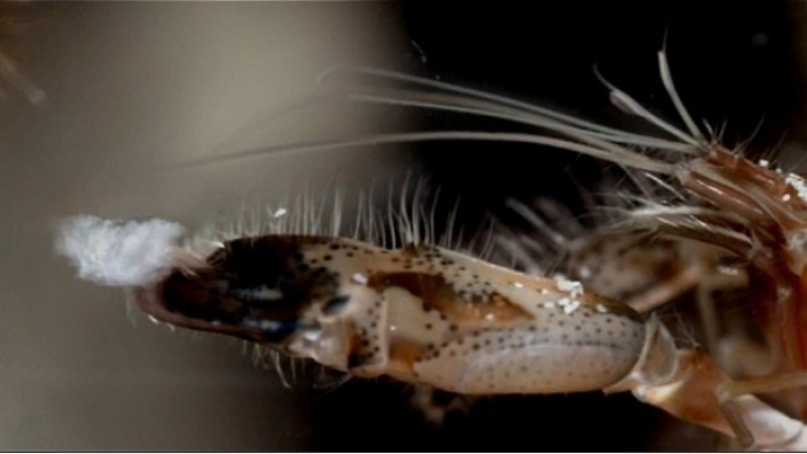 Illustration de l'article : 10 animaux aux facultés exceptionnelles