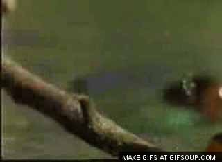 Illustration de l'article : 10 animaux aux facultés exceptionnelles