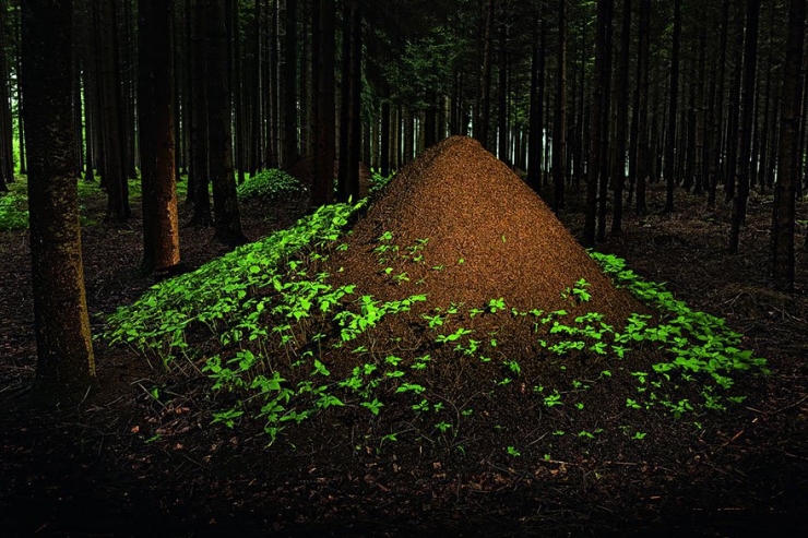 Illustration de l'article : 11 animaux experts en bâtiment