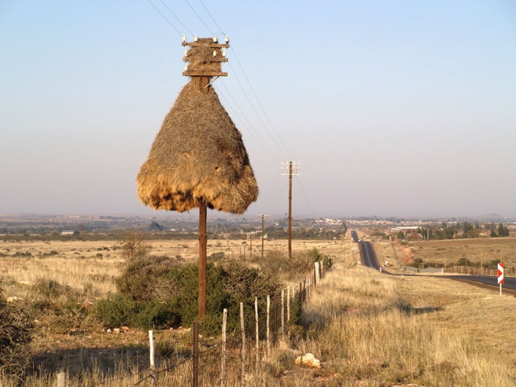 Illustration de l'article : 11 animaux experts en bâtiment