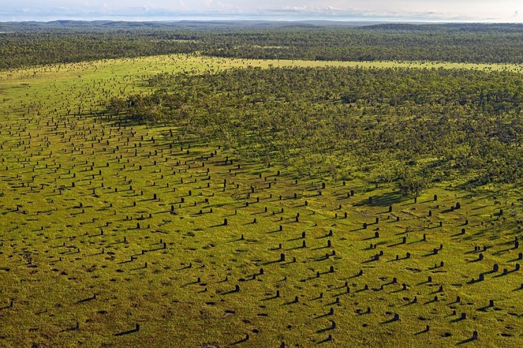 Illustration de l'article : 11 animaux experts en bâtiment