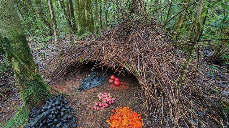 Illustration de l'article : 11 animaux experts en bâtiment