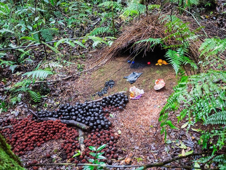 Illustration de l'article : 11 animaux experts en bâtiment