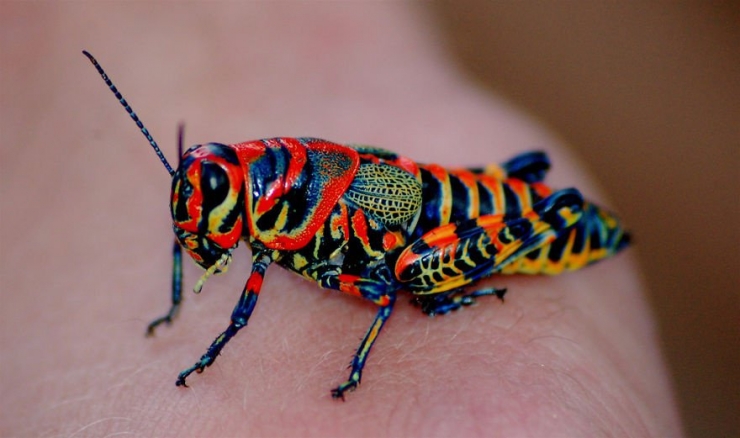 Illustration de l'article : Les couleurs de ces 18 animaux et insectes risquent de vous faire fondre...
