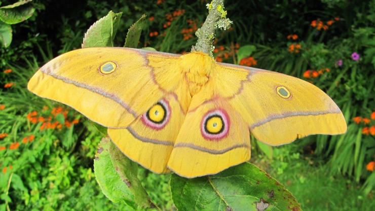 Illustration de l'article : 20 espèces de chenilles avant et après leur transformation en papillons