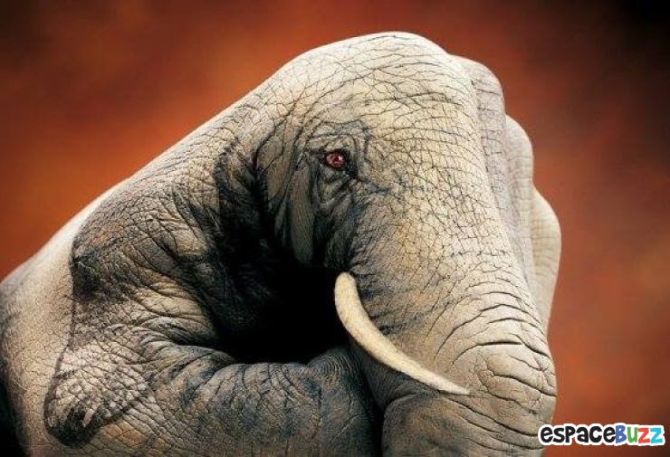 Illustration de l'article : 12 oeuvres de hand art en forme d'animaux