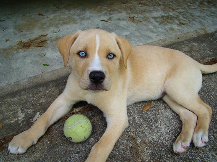 Bebe Chien Au Yeux Bleu