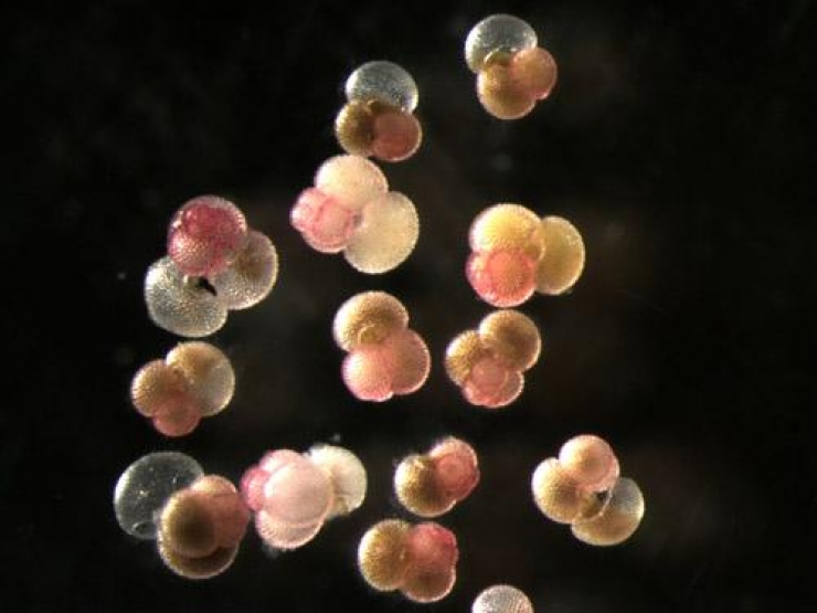 Illustration de l'article : La mer cache bien son jeu. 12 incroyables trouvailles sous-marines