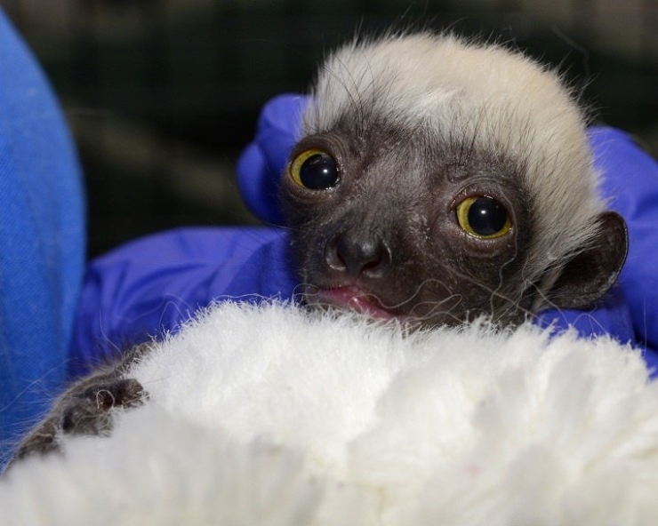 Bebes Animaux Juste Apres Leur Naissance