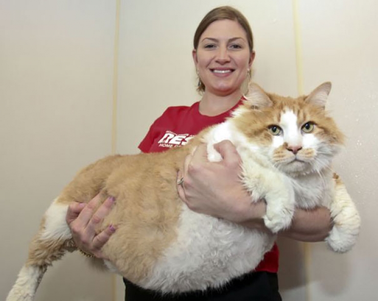 Des Plus Gros Chats Presents Sur Terre Ils Sont Magnifiques