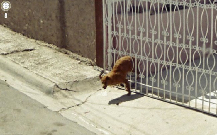Illustration de l'article : 12 scènes insolites capturées sur Google Street View. La 5 est juste énorme...