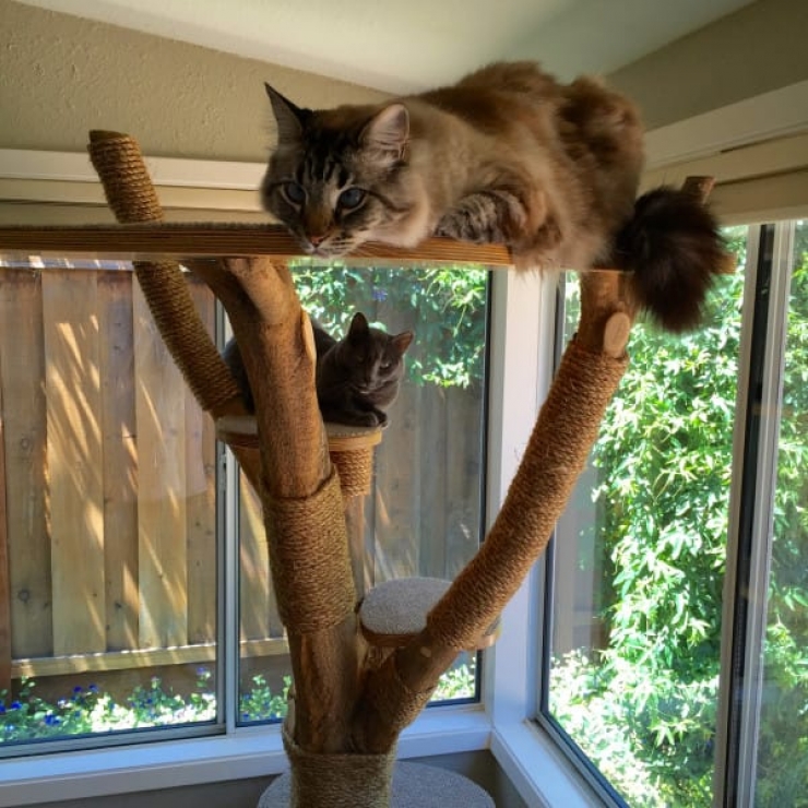 Une Grosse Branche Et Un Peu De Creativite Pour Realiser Un Arbre A Chat