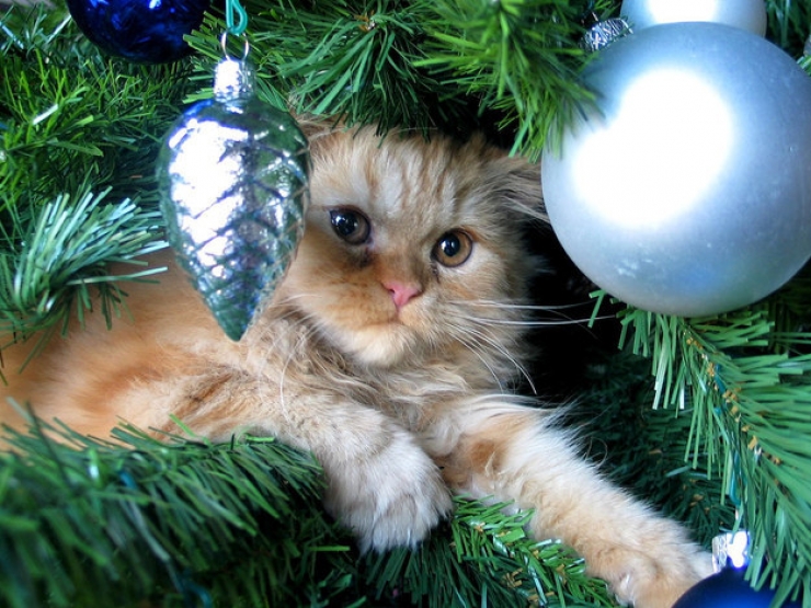 Ces 19 chats se fondent parfaitement dans les décorations de Noël Le 10 est sublime