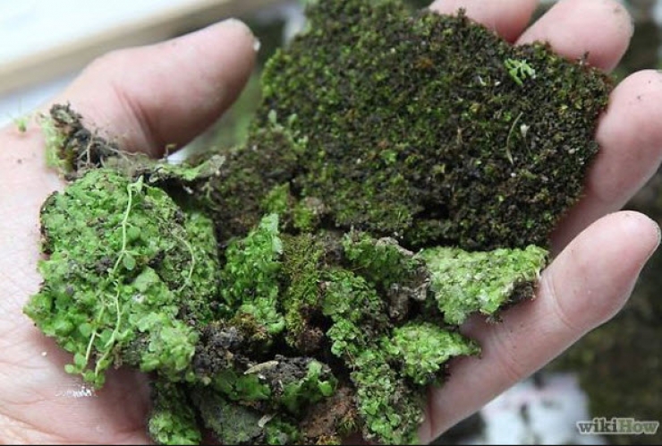 Illustration de l'article : Ce qu’il prépare est interdit par la loi, pourtant c’est vraiment magnifique...