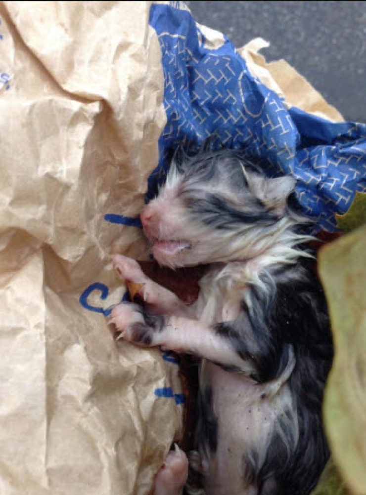 Illustration de l'article : Elle trouve un petit chaton en piteux état et ce qu’elle lui fait ensuite est vraiment touchant !