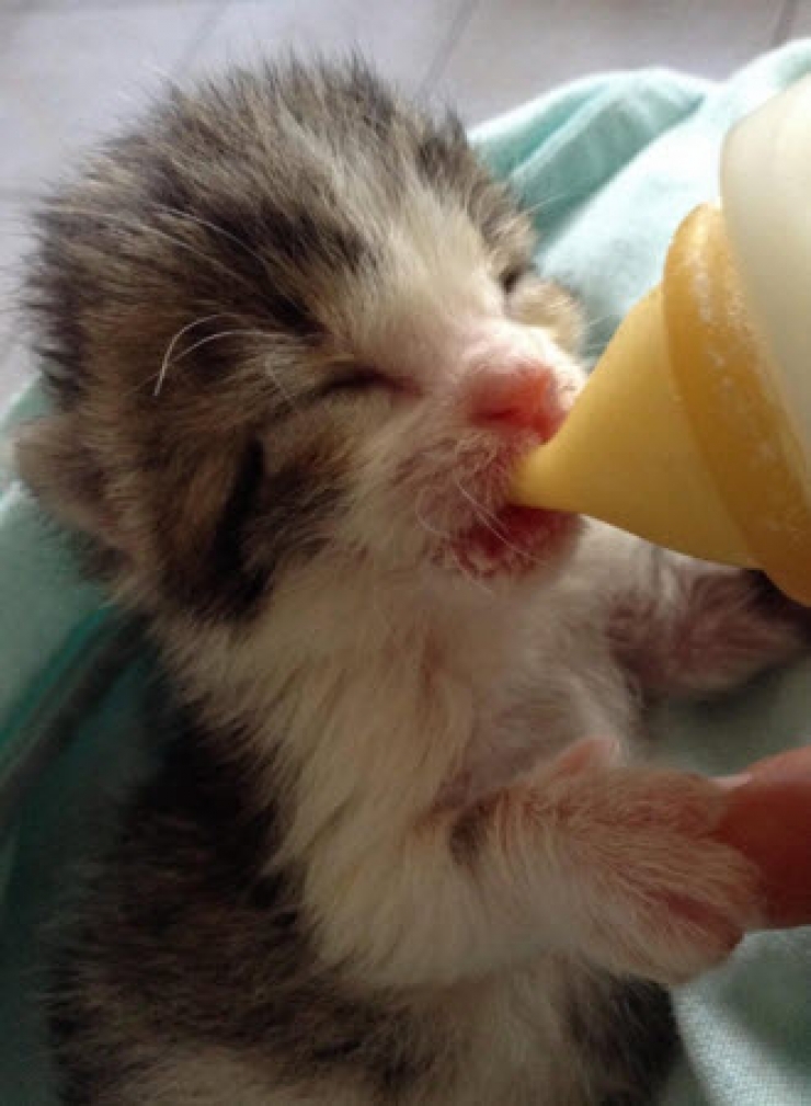Illustration de l'article : Elle trouve un petit chaton en piteux état et ce qu’elle lui fait ensuite est vraiment touchant !