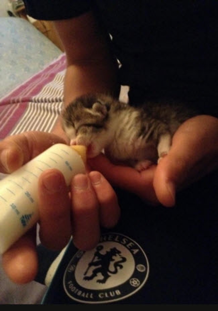 Illustration de l'article : Elle trouve un petit chaton en piteux état et ce qu’elle lui fait ensuite est vraiment touchant !