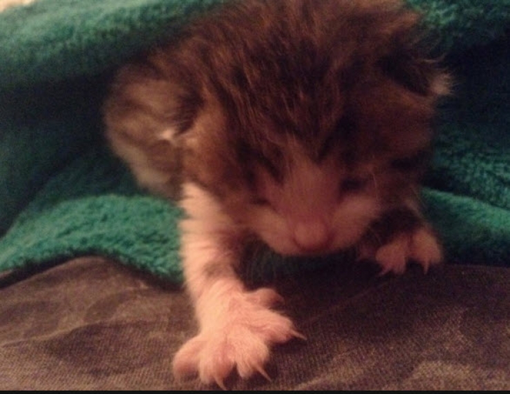 Illustration de l'article : Elle trouve un petit chaton en piteux état et ce qu’elle lui fait ensuite est vraiment touchant !