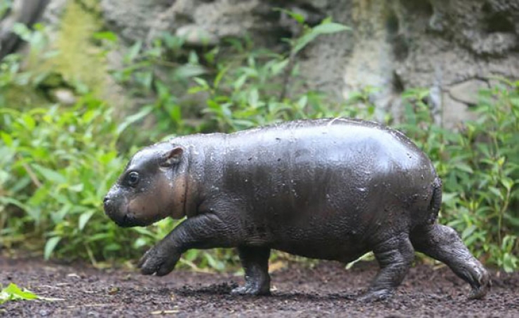 Ce Bebe Hippopotame Peut Enfin Profiter De Son Premier Bain Des Photos Adorables