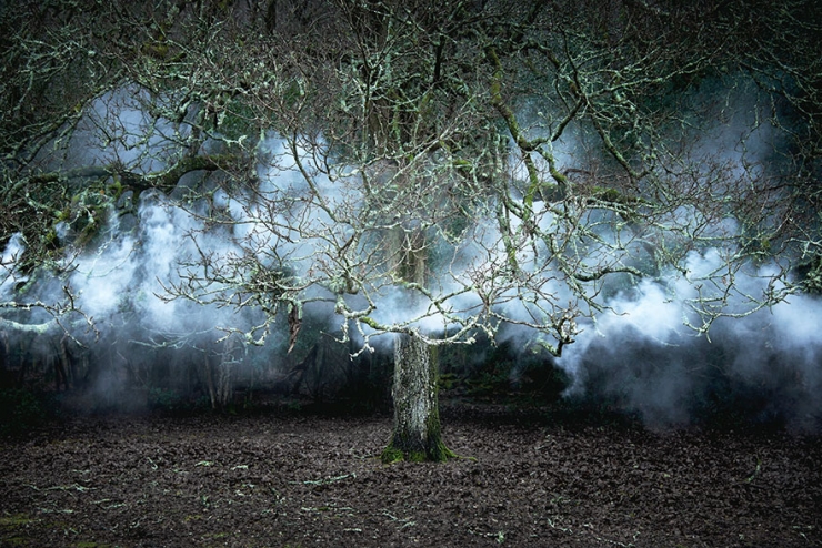 Illustration de l'article : Elle transforme les forêts britanniques en oeuvres d'art pleines de magie et de mystère