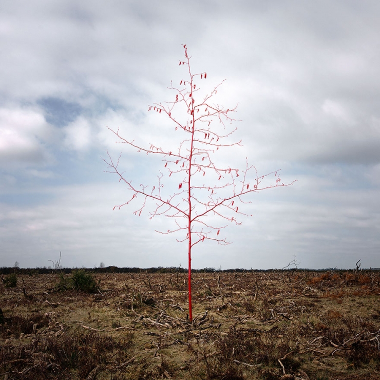 Illustration de l'article : Elle transforme les forêts britanniques en oeuvres d'art pleines de magie et de mystère
