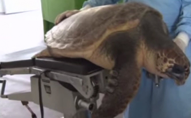 Illustration de l'article : Grâce à l'impression 3D. cette tortue de mer mutilée retrouve l'usage de son bec