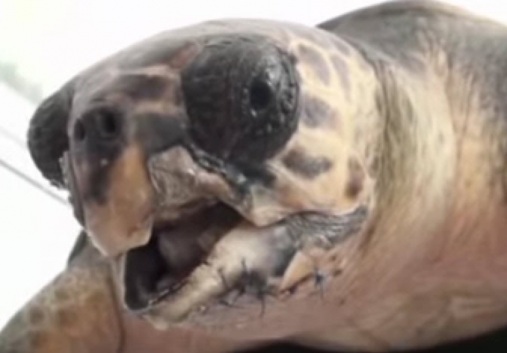 Illustration de l'article : Grâce à l'impression 3D. cette tortue de mer mutilée retrouve l'usage de son bec