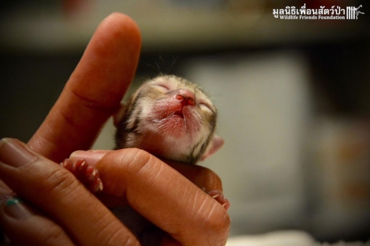 Ce Chaton Trop Mignon Est Recueilli Par Leur Famille Mais En Le Voyant Grandir Ils Sont Tous Choques