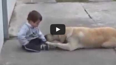 Illustration : "Rencontre émouvante entre un enfant trisomique et un labrador . A voir!"