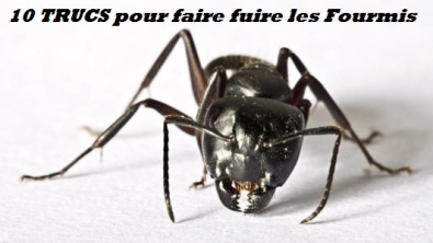 Illustration : "10 trucs et astuces pour repousser les fourmis"