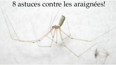 Illustration : "8 Astuces Pratiques pour vous débarrasser des Araignées"