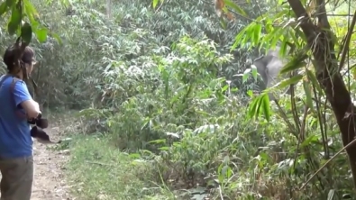 Illustration : "Un face-à-face entre un touriste et un éléphant qui aurait pu très mal finir sans cette surprenante réaction..."