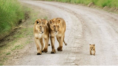 Illustration : "L'amour parental dans le règne animal à travers 10 photos impressionnantes."